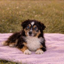 Dakota - Black tri female Toy Australian Shepherd puppy in Fairmount, Georgia from Muscadine Meadows Farm