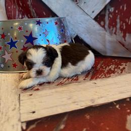 Charlie - Chocolate male Shih Tzu puppy in Success, Missouri from Sweet Success