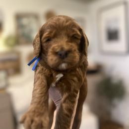 Peanut Butter Cup - Red  male Goldendoodle puppy in Hollister, Missouri from Wild Acres Goldendoodles