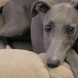 PIPER - Whippet