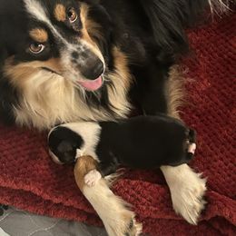 Hallie - Miniature Australian Shepherd