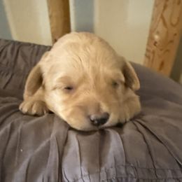 Daisy 2 - Cream female Labradoodle puppy in Churchill County Fallon, Nevada from Card Family Ranch