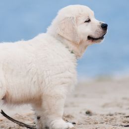 Golden Retrievers from GoldWynns English Cream Golden Retrievers