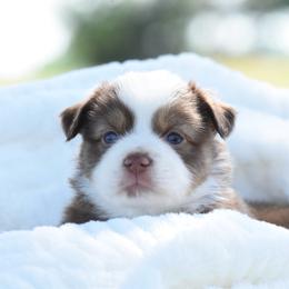 Fateful - Red tri female Toy Australian Shepherd puppy in Chickasha, Oklahoma from Rustic Lace