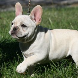 TATER - Classic cream no fad genetics. - Cream male French Bulldog puppy in West Plains, Missouri from Must Be Frenchies & Crown Of Curls Bolonka