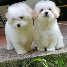 Maltipoo Puppies from Little Cupcakes and Pumkins Maltipoos