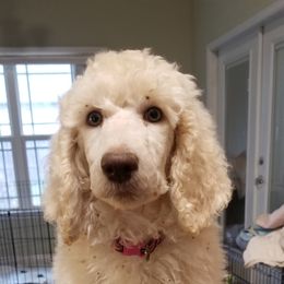 Girl 2 - White Poodle puppy in Jay, Florida from Purpose Bred Poodles