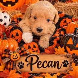 Pecan - Apricot male Goldendoodle puppy in Cherry Tree, Pennsylvania from Plum Creek Acres Next Generation