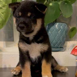 Terrance - Black and tan male Shiba Inu puppy in Las Vegas, Nevada from GBs Shiba Inu's