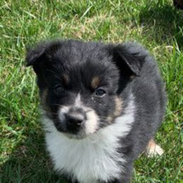 Aussiedoodle and Australian Shepherd Puppies from Wolf Creek Aussies And Aussiedoodles