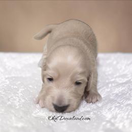 Ezra - Cream male Dachshund puppy in Oklahoma City, Oklahoma from OkieDoxieland Dachshunds