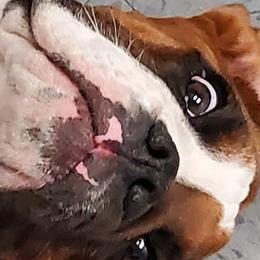 Boxers from Seufzer's Boxers