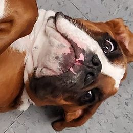 Boxers from Seufzer's Boxers