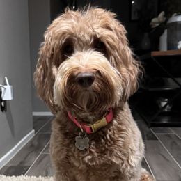 Australian Labradoodles and Labradoodles from Glory Labradoodle’s
