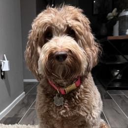 Australian Labradoodles and Labradoodles from Glory Labradoodle’s