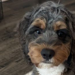 Aussiedoodles, Bernedoodles, and Cockapoos from Sassy Bob’s Dogs