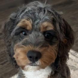 Aussiedoodles, Bernedoodles, and Cockapoos from Sassy Bob’s Dogs