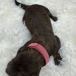 Girl 2 - Poodle puppy from Poodles of Valor