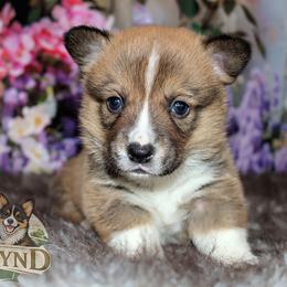 Cyrus - Sable male Pembroke Welsh Corgi puppy in Akeley, Minnesota from Northwynd Corgis