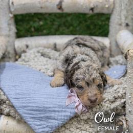 Owl - Chocolate merle female Bernedoodle puppy in Williamson, New York from Lakeside Doodles