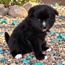 Odee - Tri-colored male Pomeranian puppy in Lakeport, California from Akins Aussies/Wild Rose Ranch