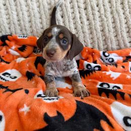 Chocolate And Tan Piebald - Piebald female Dachshund puppy in Blackstone, Virginia from Cheyenne's Dachshunds