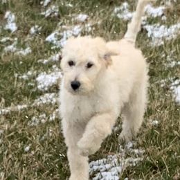 Goldendoodles from Hesseldoodles Farm