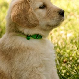 Golden Retriever Puppies from Huntleigh Goldens