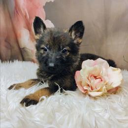 Purple - Sable female German Shepherd puppy in Holden, Missouri from Shiloh's Shepherds & Ridgebacks