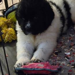 Ramsay - White and black male Newfoundland puppy in Quaker City, Ohio from Country Magik