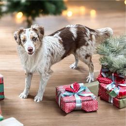 Scarlett - Miniature Australian Shepherd