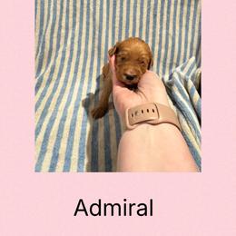 Admiral - Red male Irish Doodle puppy in Harrisburg, Arkansas from Ransone’s Ridge Runners Poodles and Doodles