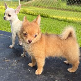 Willie - Chihuahua