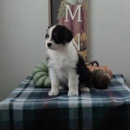 Australian Shepherd and Chow Chow Puppies from Calypso Chow Chows and Australian Shepherds