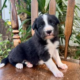 Sunny - Black and white female Border Collie puppy in Mesa, Arizona from Ranch Girl Border Collies