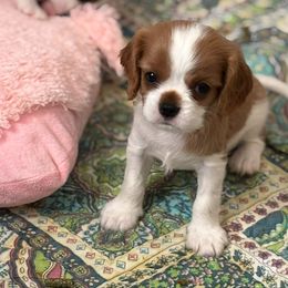 Max - Blenheim male Cavalier King Charles Spaniel puppy in Gilbert, Arizona from Mayflowers Cavalier Spaniels