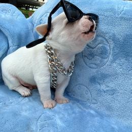 Olaf - White male Chihuahua puppy in Seneca, Missouri from Stephanie’s Puppy Colony