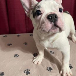 French Bulldog and Rottweiler Puppies from Von Darr Kennels