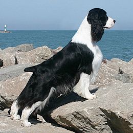 English Springer Spaniels from Aspen ESS