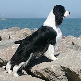 English Springer Spaniels from Aspen ESS