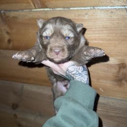 Boy 2 - Brown and white male Siberian Husky puppy in Iron River, Wisconsin from Wiemeri Siberians