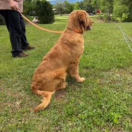 Tatum - Golden Retriever