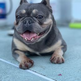 Nala - French Bulldog