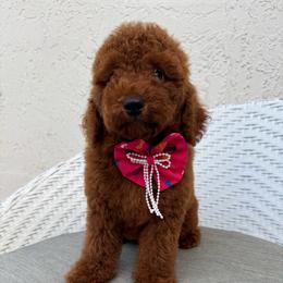 Fifa - Red  female Goldendoodle puppy in Davie, Florida from Daviegoldendoodles