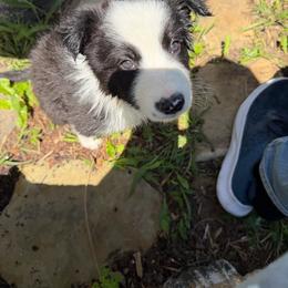 Pinky Joe - Black and white male Border Collie puppy in Farmersville, Texas from Sheps Farm Border Collies