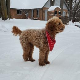 Piper - Poodle
