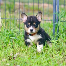 Girl 2 - Black and tan female Pembroke Welsh Corgi puppy in Ocala, Florida from Dolan Farms Corgis