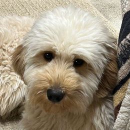 Scout - Goldendoodle