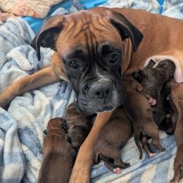 Gabby - Boxer
