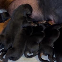 Boy 3 - Black and rust male Rottweiler puppy in Grand Rapids, Michigan from Rott-Squad Kennels